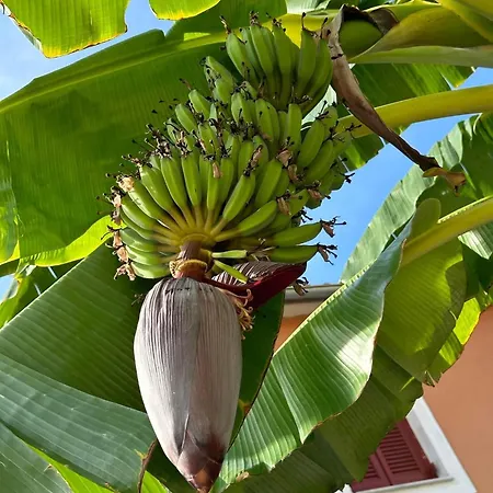 Aparthotel Secreta Vista Kávos